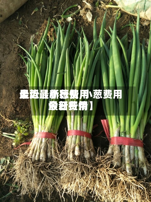 最近【小葱费用
走势最新行情,小葱费用
今日费用
最新行情】