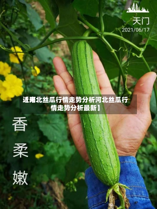 近来
【河北丝瓜行情走势分析河北丝瓜行情走势分析最新】-第2张图片