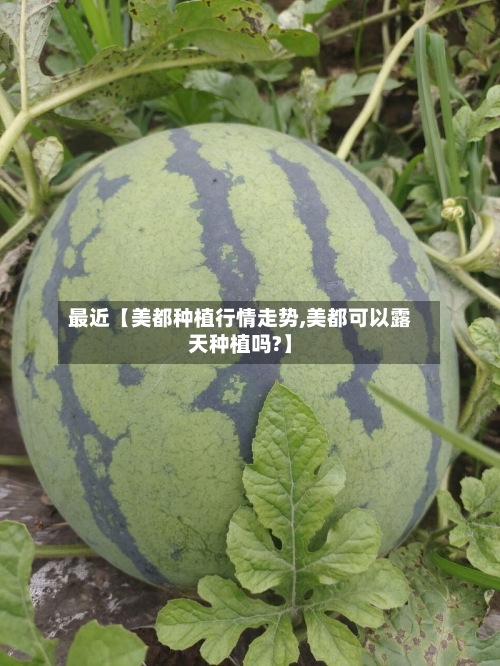 最近【美都种植行情走势,美都可以露天种植吗?】-第2张图片