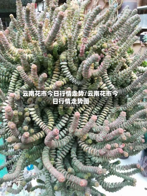 云南花市今日行情走势/云南花市今日行情走势图-第2张图片