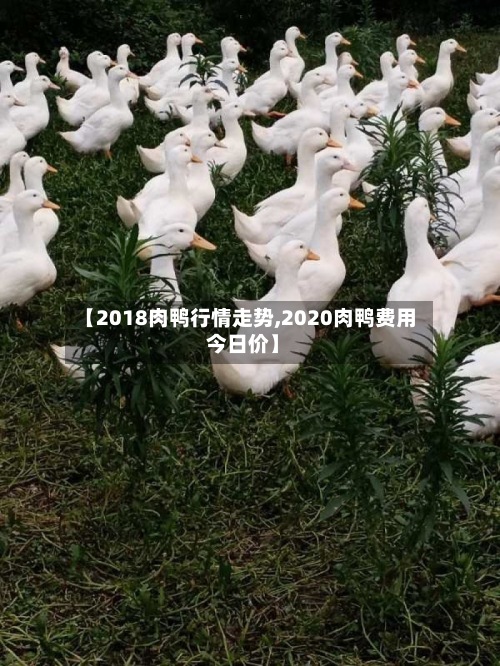 【2018肉鸭行情走势,2020肉鸭费用
今日价】-第2张图片