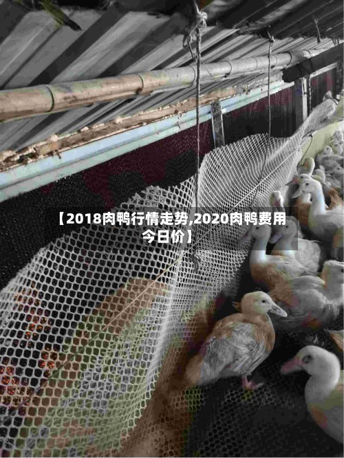 【2018肉鸭行情走势,2020肉鸭费用
今日价】