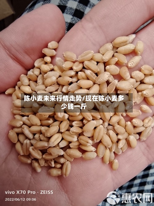陈小麦未来行情走势/现在陈小麦多少钱一斤-第2张图片