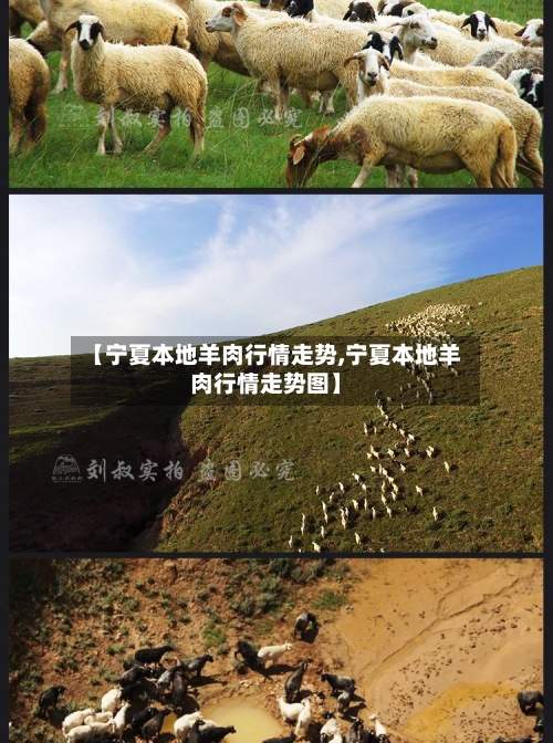 【宁夏本地羊肉行情走势,宁夏本地羊肉行情走势图】-第3张图片