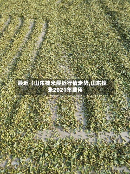 最近【山东槐米最近行情走势,山东槐米2021年费用】