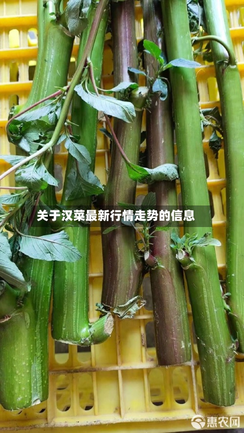 关于汉菜最新行情走势的信息