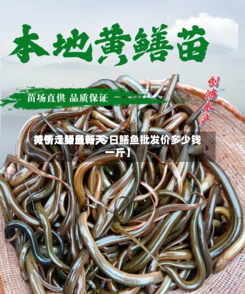 关于【鳝鱼每天行情走势最新,今日鳝鱼批发价多少钱一斤】-第2张图片