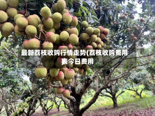 最新荔枝收购行情走势(荔枝收购费用表今日费用)-第3张图片