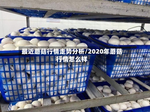 最近蘑菇行情走势分析/2020年蘑菇行情怎么样