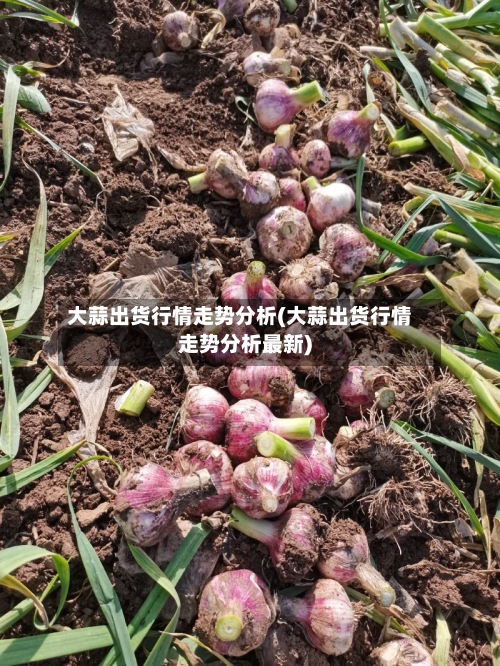 大蒜出货行情走势分析(大蒜出货行情走势分析最新)