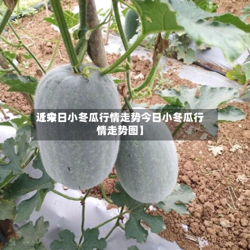 近来
【今日小冬瓜行情走势今日小冬瓜行情走势图】