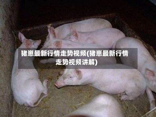猪崽最新行情走势视频(猪崽最新行情走势视频讲解)