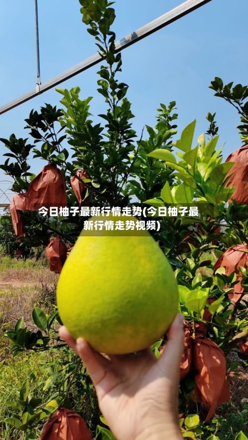 今日柚子最新行情走势(今日柚子最新行情走势视频)-第2张图片