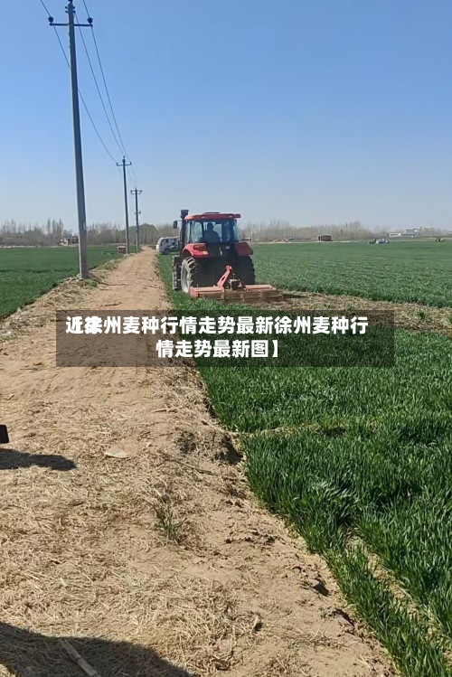 近来【徐州麦种行情走势最新徐州麦种行情走势最新图】