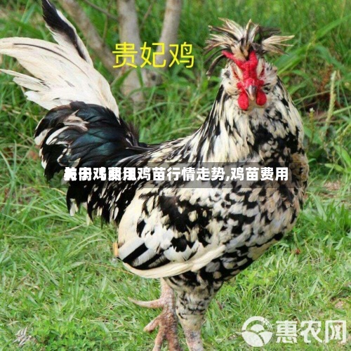 关于【丽江鸡苗行情走势,鸡苗费用与肉鸡费用】-第2张图片