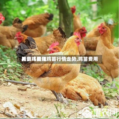 关于【丽江鸡苗行情走势,鸡苗费用与肉鸡费用】