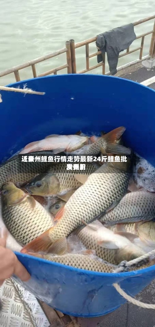 近来【贵州鲤鱼行情走势最新24斤鲤鱼批发费用贵州】