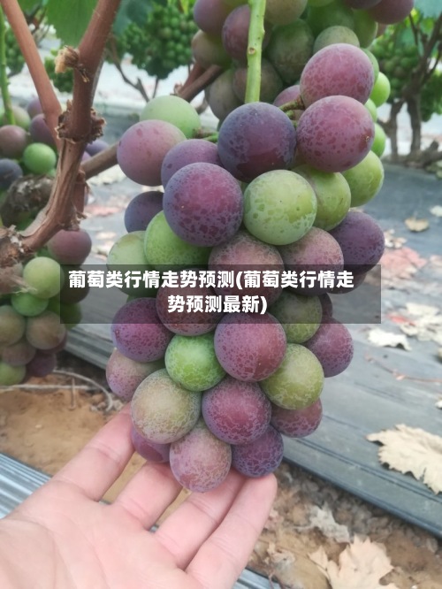 葡萄类行情走势预测(葡萄类行情走势预测最新)-第3张图片