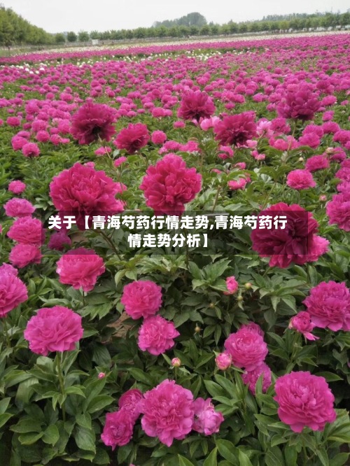 关于【青海芍药行情走势,青海芍药行情走势分析】-第3张图片