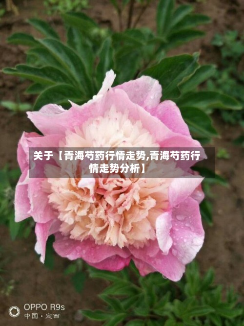 关于【青海芍药行情走势,青海芍药行情走势分析】-第2张图片