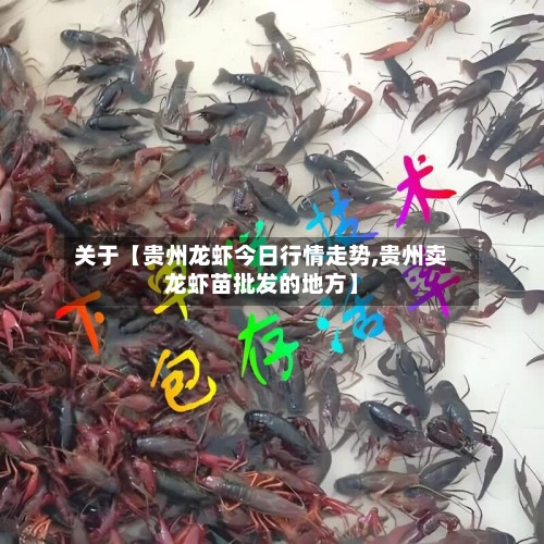 关于【贵州龙虾今日行情走势,贵州卖龙虾苗批发的地方】
