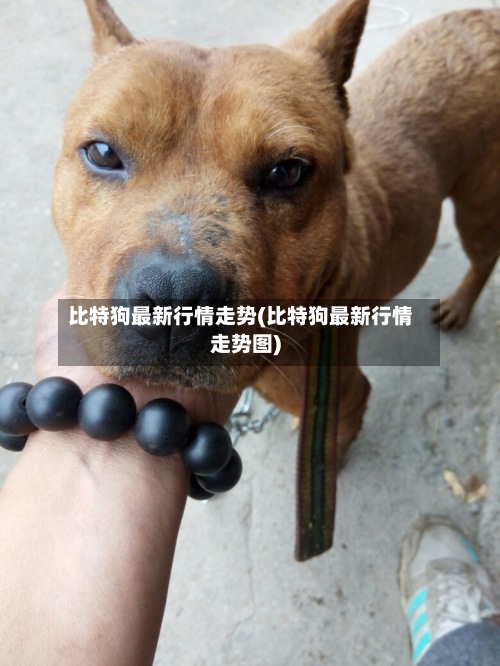 比特狗最新行情走势(比特狗最新行情走势图)-第2张图片