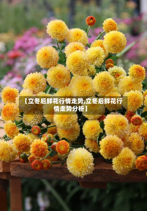 【立冬后鲜花行情走势,立冬后鲜花行情走势分析】