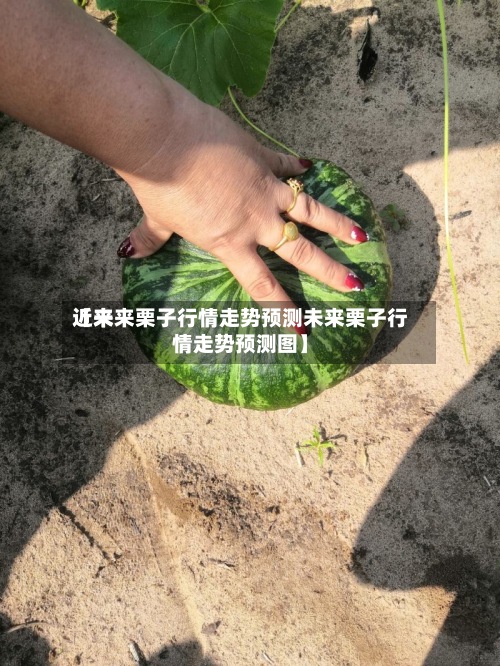 近来【未来栗子行情走势预测未来栗子行情走势预测图】