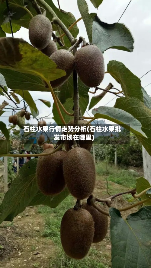 石柱水果行情走势分析(石柱水果批发市场在哪里)