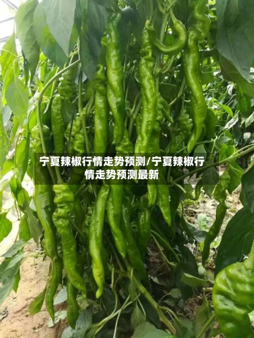 宁夏辣椒行情走势预测/宁夏辣椒行情走势预测最新-第2张图片