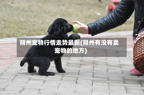 朔州宠物行情走势最新(朔州有没有卖宠物的地方)-第2张图片