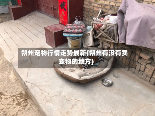 朔州宠物行情走势最新(朔州有没有卖宠物的地方)-第3张图片