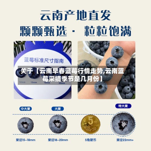 关于【云南早春蓝莓行情走势,云南蓝莓采摘季节是几月份】