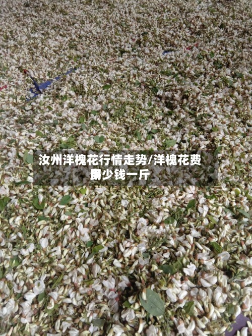 汝州洋槐花行情走势/洋槐花费用多少钱一斤