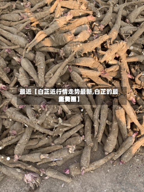 最近【白芷近行情走势最新,白芷的最新费用走势图】