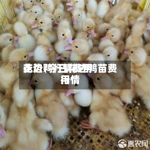 花边鸭行情费用
走势/今日花边鸭苗费用
行情-第2张图片