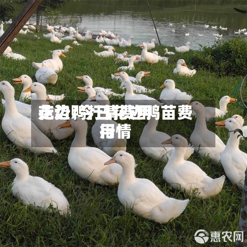 花边鸭行情费用
走势/今日花边鸭苗费用
行情