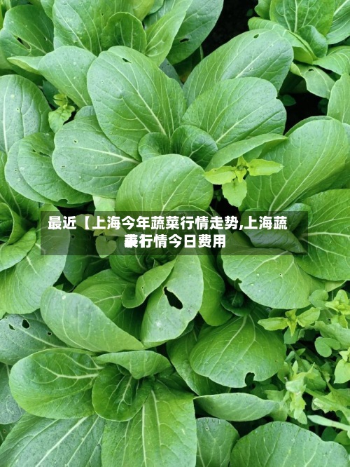 最近【上海今年蔬菜行情走势,上海蔬菜行情今日费用
表】-第3张图片