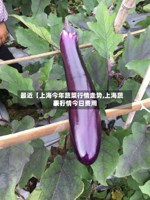 最近【上海今年蔬菜行情走势,上海蔬菜行情今日费用
表】-第2张图片