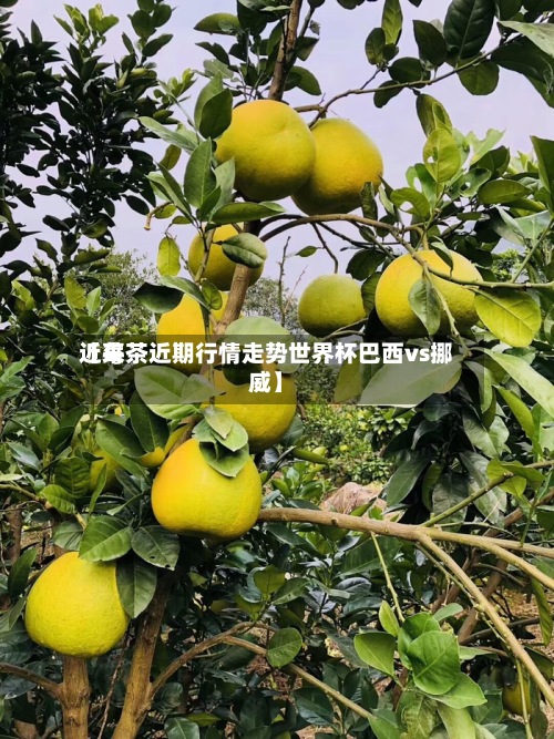 近来
【莓茶近期行情走势世界杯巴西vs挪威】