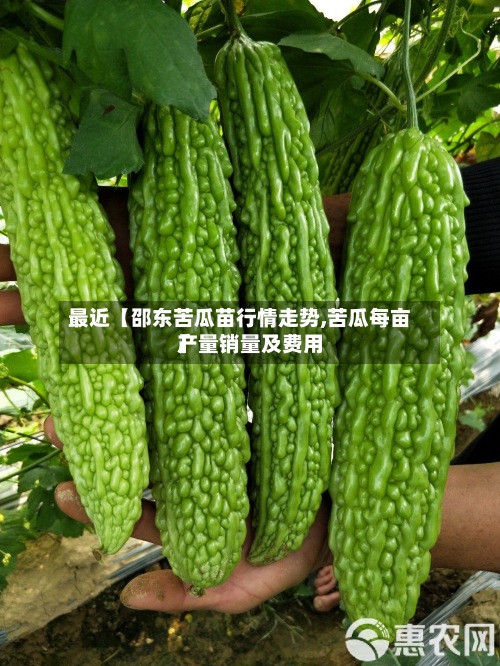 最近【邵东苦瓜苗行情走势,苦瓜每亩产量销量及费用
】-第2张图片
