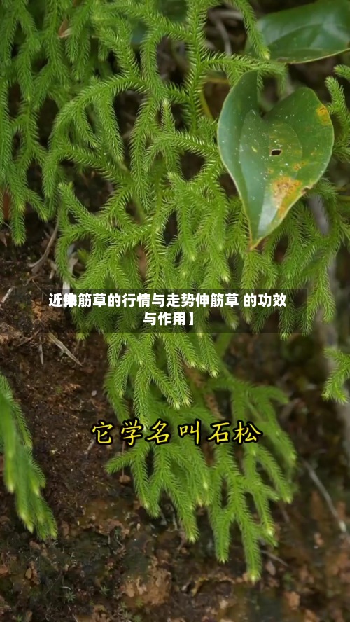 近来【伸筋草的行情与走势伸筋草 的功效与作用】-第2张图片