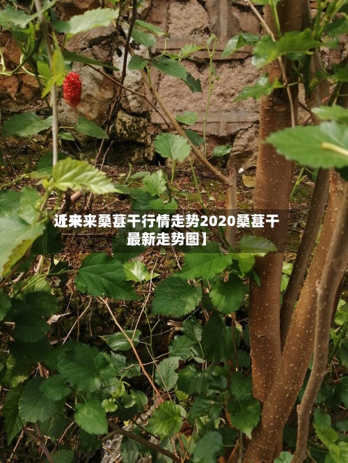 近来【未来桑葚干行情走势2020桑葚干最新走势图】