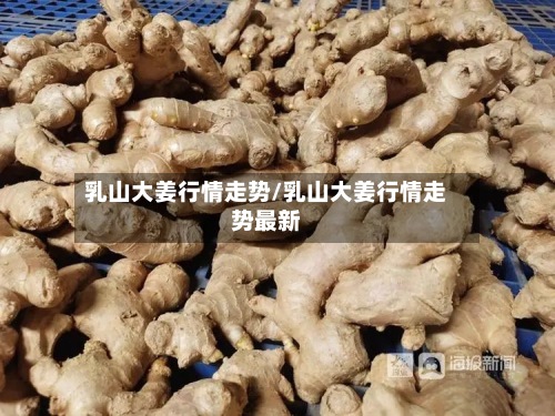 乳山大姜行情走势/乳山大姜行情走势最新