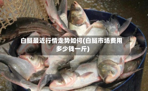 白鲢最近行情走势如何(白鲢市场费用多少钱一斤)