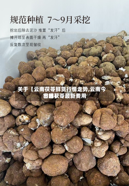 关于【云南茯苓鲜货行情走势,云南今日鲜茯苓最新费用
市场】