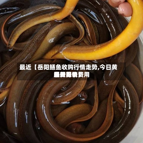 最近【岳阳鳝鱼收购行情走势,今日黄鳝费用最新行情费用表一览表】-第3张图片