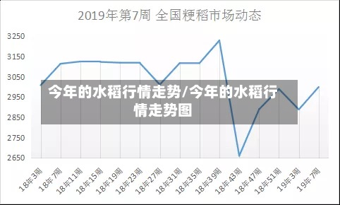 今年的水稻行情走势/今年的水稻行情走势图-第3张图片