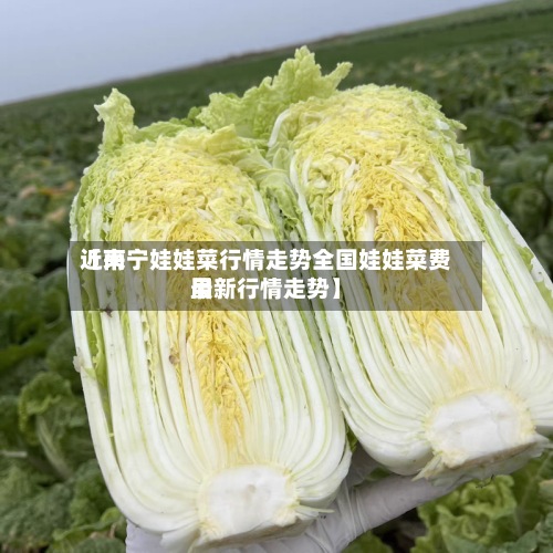近来【南宁娃娃菜行情走势全国娃娃菜费用最新行情走势】