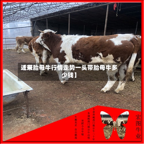 近来【带胎母牛行情走势一头带胎母牛多少钱】